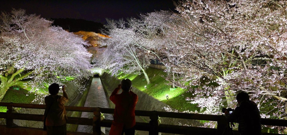 満開の桜、春の夜空に浮かび上がる　大津の琵琶湖疏水沿い