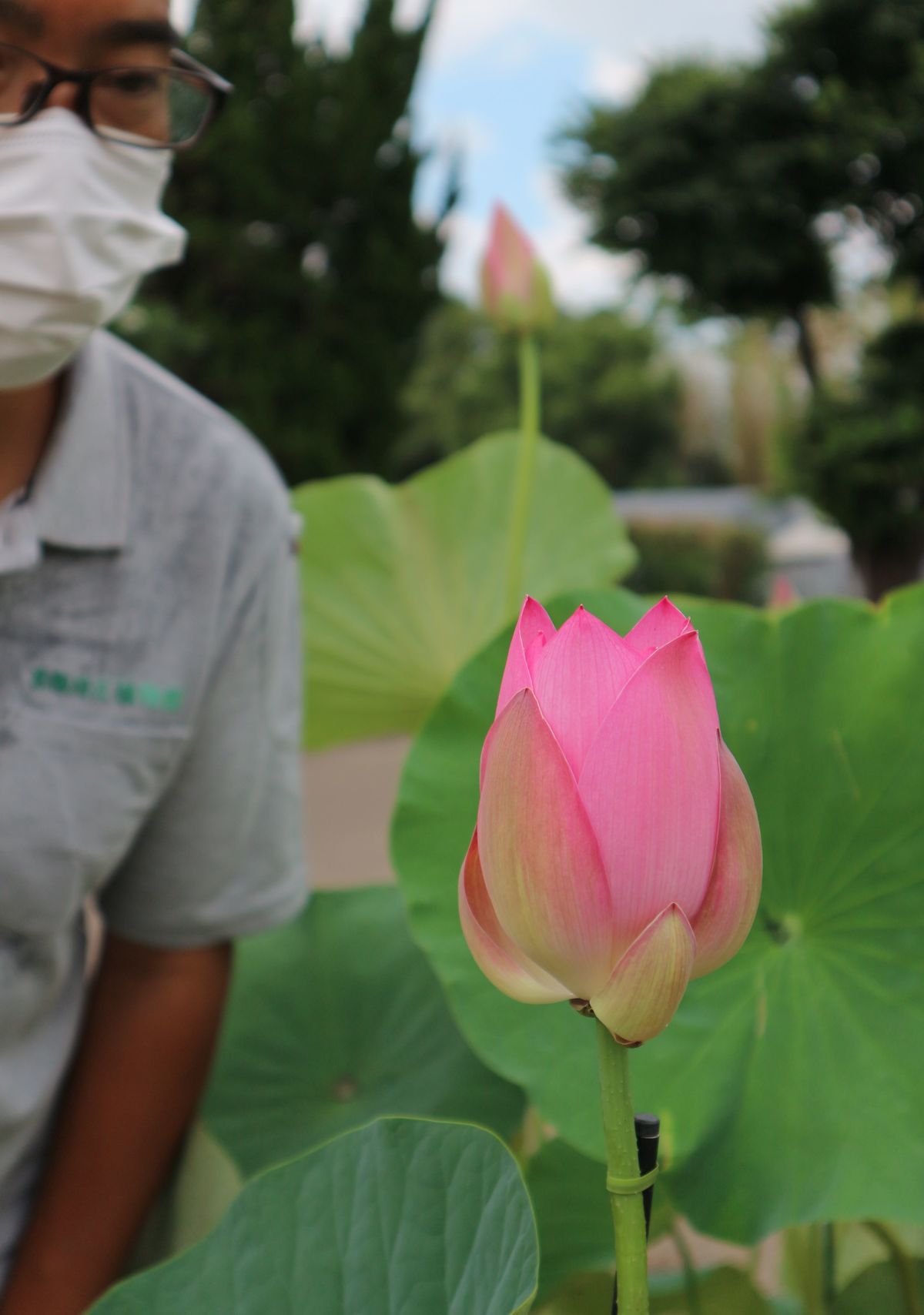 ロシア自生のハス、京都府立植物園で花開く　自生地以外の開花は世界初