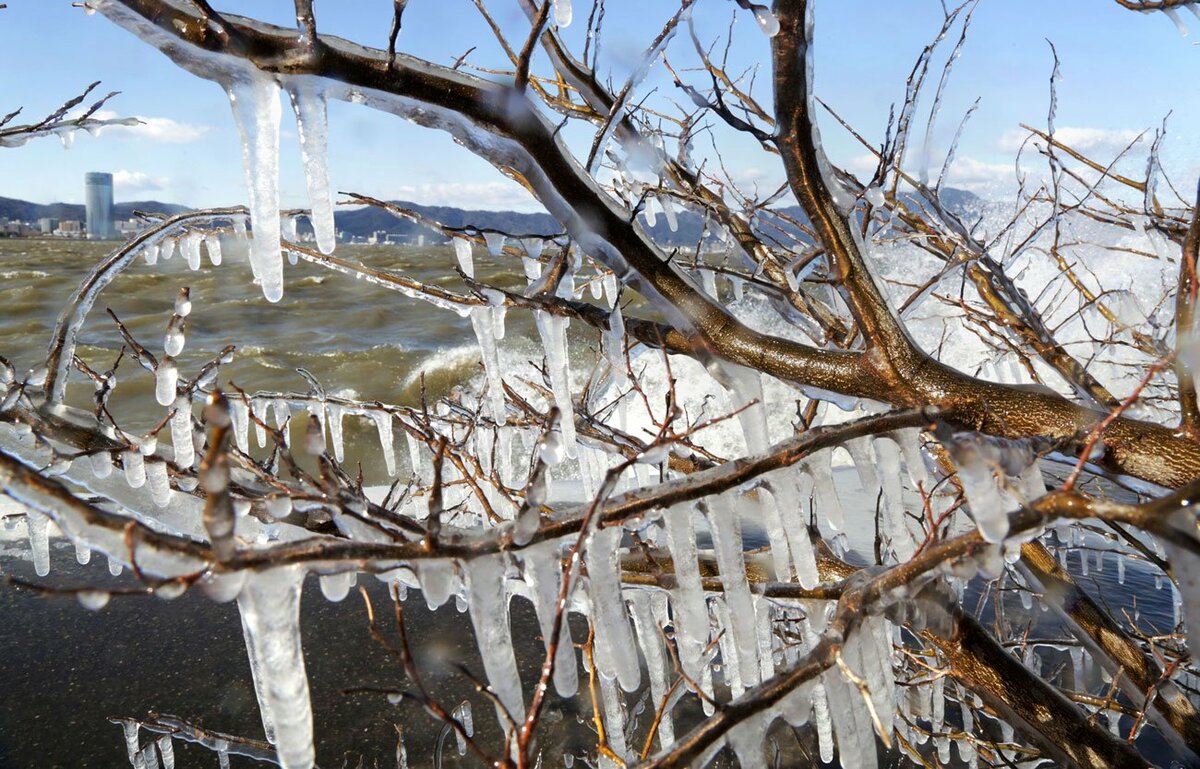 しぶき氷 琵琶湖岸にきらめく 滋賀 草津 地域のニュース 京都新聞