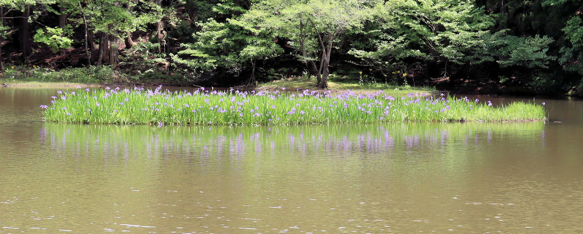淡紫色のカキツバタ、水面に映え　滋賀・高島で見頃