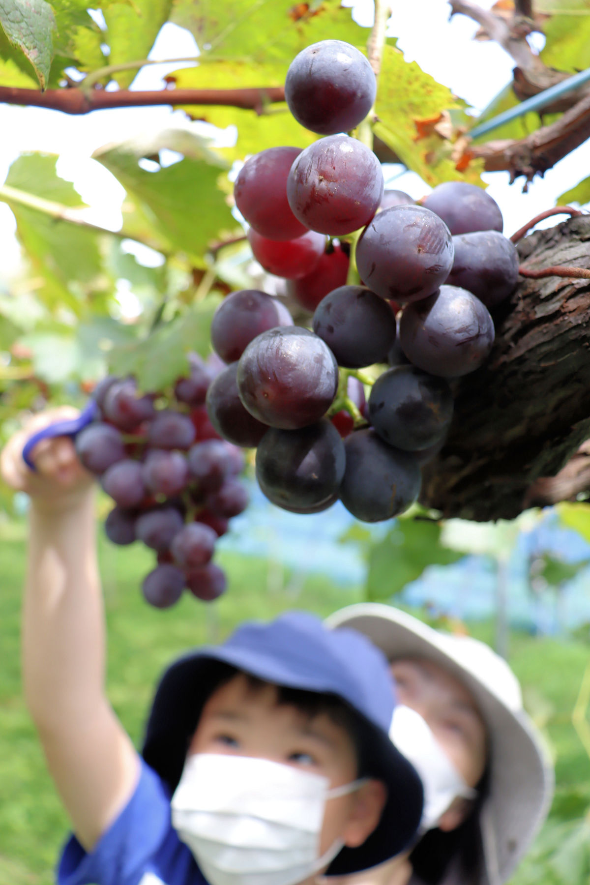 秋の収穫、ブドウ「甘酸っぱい」　シーズン迎え、来園者満喫　滋賀・高島