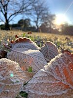 今季一番の冷え込みで霜が降り、朝日に輝く落ち葉（29日午前7時45分、京都市北区・鴨川河川敷上賀茂橋付近）