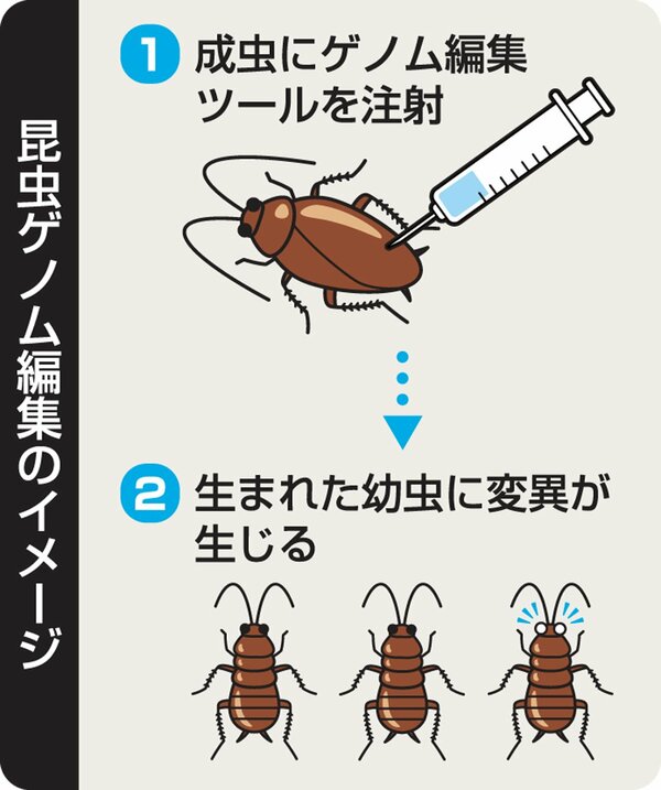 昆虫ゲノム編集のイメージ