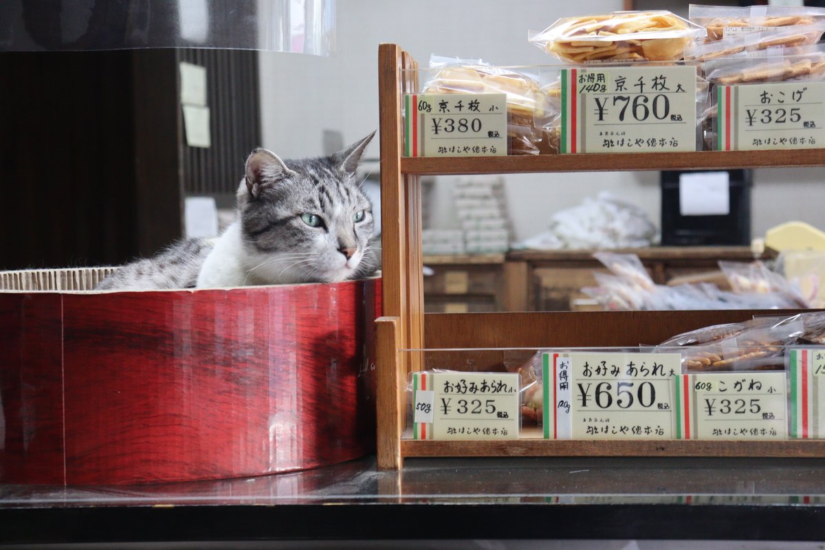 豆菓子店、「店長」はシロ11歳　看板猫を訪ね全国から客