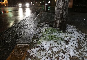 街路樹の根元にうっすらと積もる雪（2月20日午後8時10分、京都市中京区烏丸通竹屋町下ル）