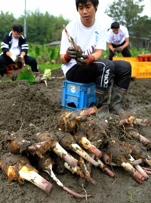 栽培に初挑戦 縁起物 えびいも 収穫に汗 社会 地域のニュース 京都新聞