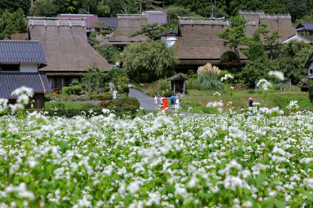 ソバの花 白いじゅうたん かやぶきの里 に秋の訪れ 京都 南丹 観光 地域のニュース 京都新聞