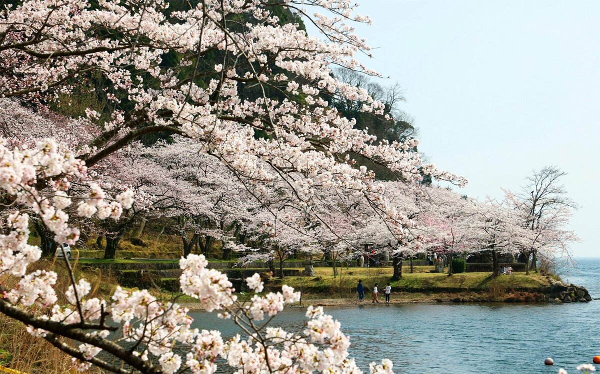 「海津大崎の桜」はや満開　薄桃色の帯が琵琶湖岸彩る