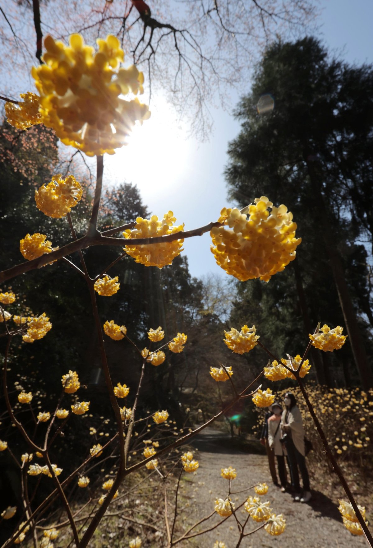 「春の訪れ」黄色く甘く　ミツマタ見頃、滋賀・東近江