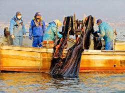草津市沖の南湖で沖引き網を使ってブルーギルの捕獲調査をする漁業者ら（３月１２日撮影、滋賀県漁連提供）