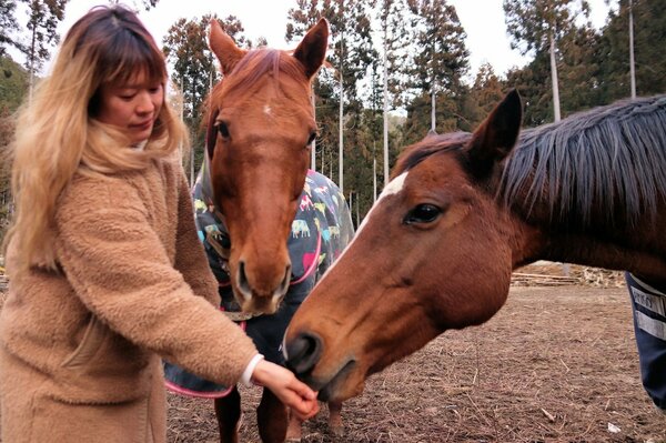 引退した馬たち受け入れます 専門牧場経営の女性の思いとは 人間の都合で処分おかしい 社会 地域のニュース 京都新聞