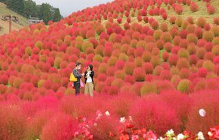 あかあか ふわふわ ゲレンデに植えたコキア 紅葉 観光 地域のニュース 京都新聞
