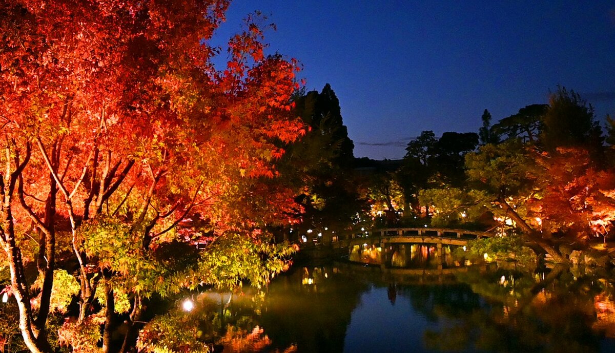 紅葉 黄金色に光る 京都 永観堂ライトアップ 観光 地域のニュース 京都新聞