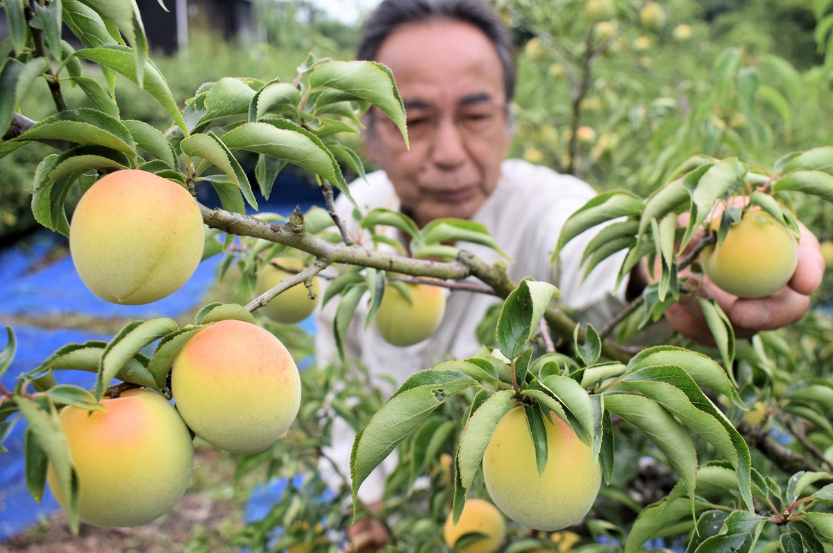 肉厚・豊潤な梅、たわわ　京都の最大産地で収穫始まる
