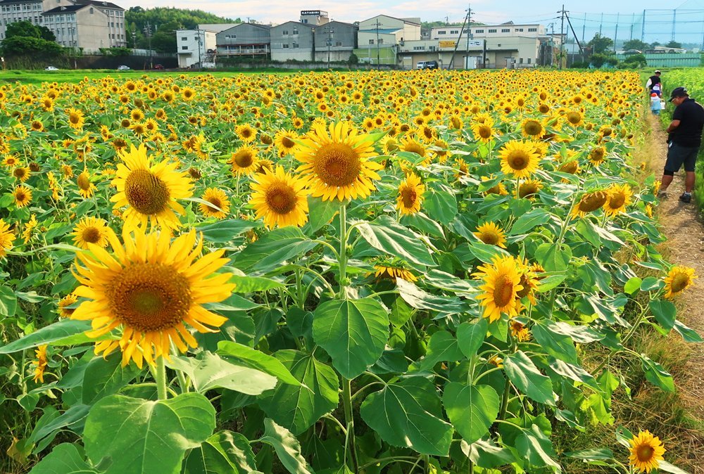 ヒマワリ畑 口コミで人気拡大 本来は肥料目的で栽培も みんな喜び やめられず 観光 地域のニュース 京都新聞