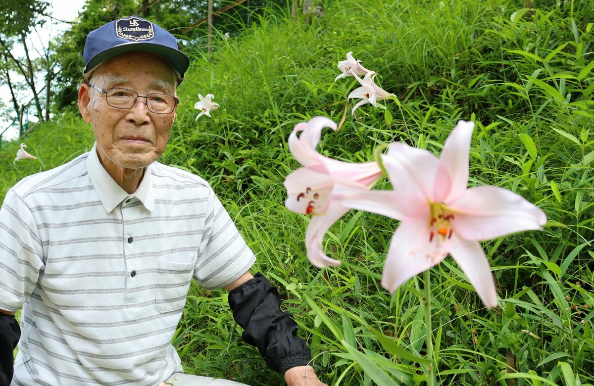 「ササユリ咲く山」残したい　京都の90歳男性、害獣除けにフェンス設置も