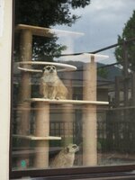 寄付されたキャットタワーに登るミーアキャット＝京都市動物園提供
