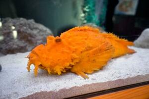 　鳥取市の水族館「とっとり賀露かにっこ館」で展示されているオレンジ色の珍しいオニオコゼ