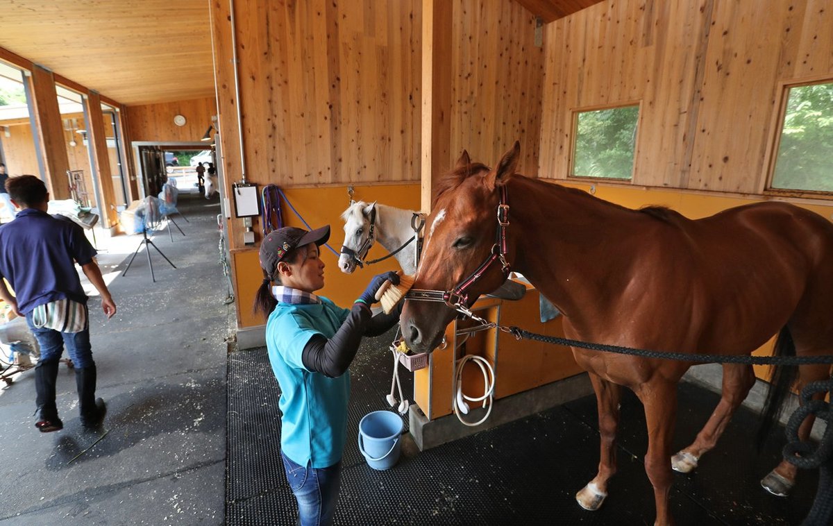 1頭でも 引退馬を救いたい 大半行方不明 ホースシェルターの挑戦 社会 地域のニュース 京都新聞