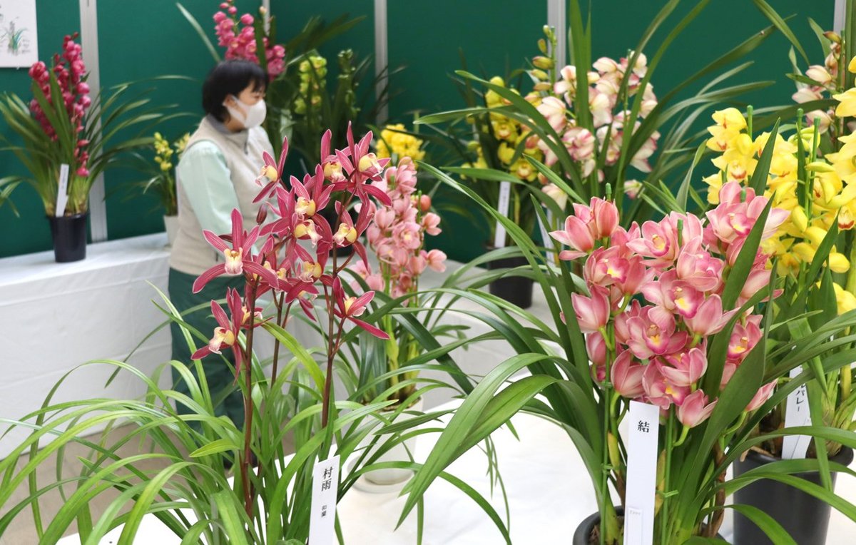 洋ラン「シンビジウム」21種の甘～い香り楽しんで　京都・福知山の植物園で展示
