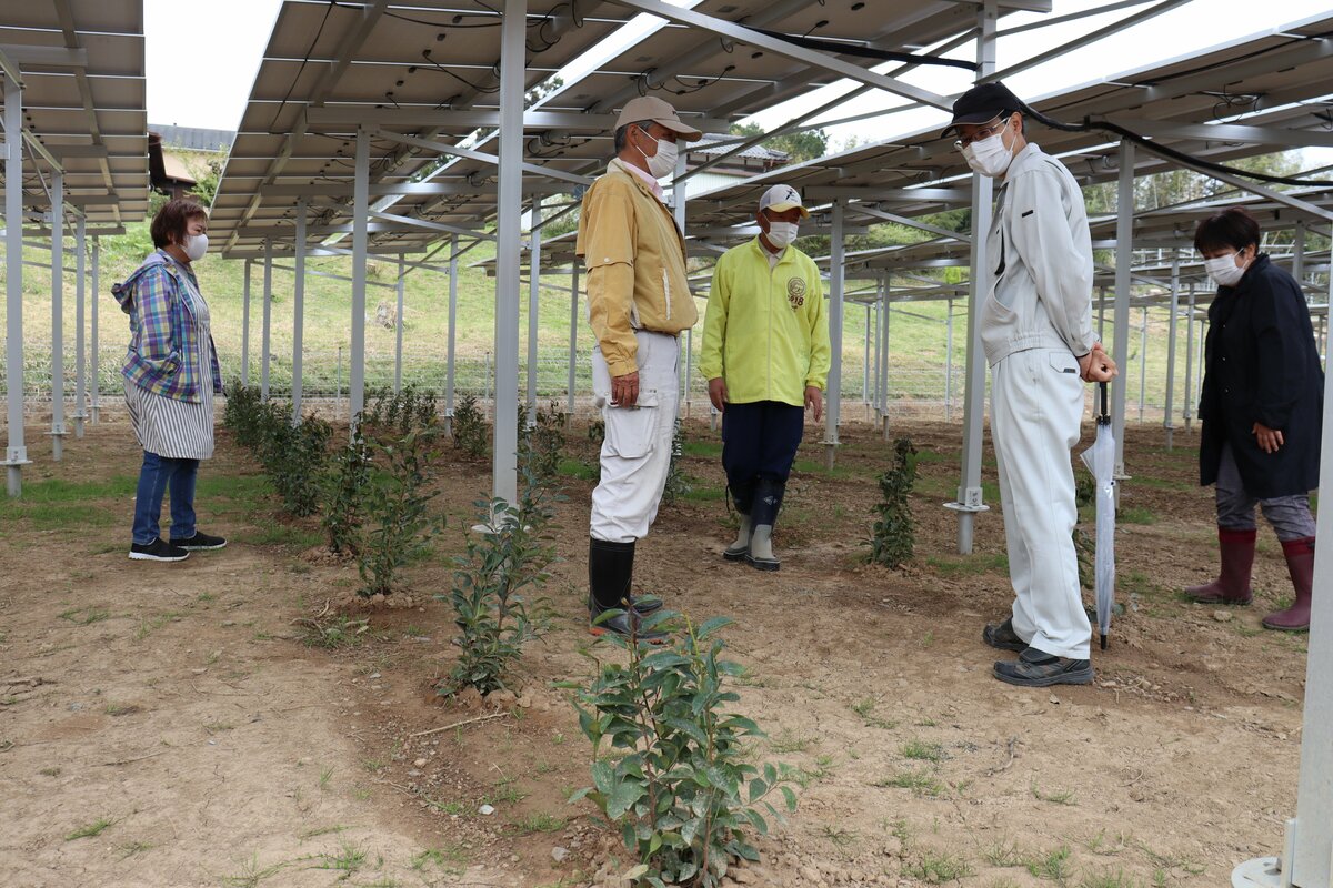 農業しながら畑で発電　「ソーラーシェアリング」が稼働開始　京都・福知山市