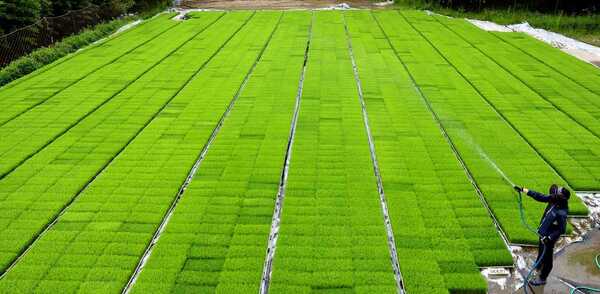 芝生のように青々と育った水稲苗（５日午前、京都市西京区・ＪＡ京都中央大原野事業センター）