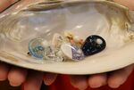 樹脂の中に琵琶湖産の淡水真珠を入れたアクセサリー「ビワーチ」（守山市守山１丁目・「ビワコ・パール・サプライズ」）