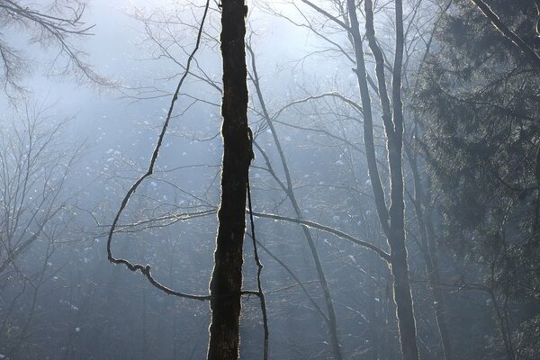 <div class="caption">霧の中に浮かぶサワグルミの幹（２０２１年１２月２１日）</div>