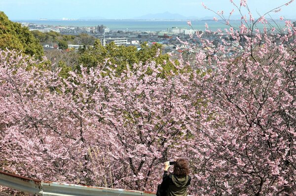 琵琶湖を望む高台を濃いピンク色で彩るハツミヨザクラ（１５日午後０時１５分、大津市・皇子が丘公園）