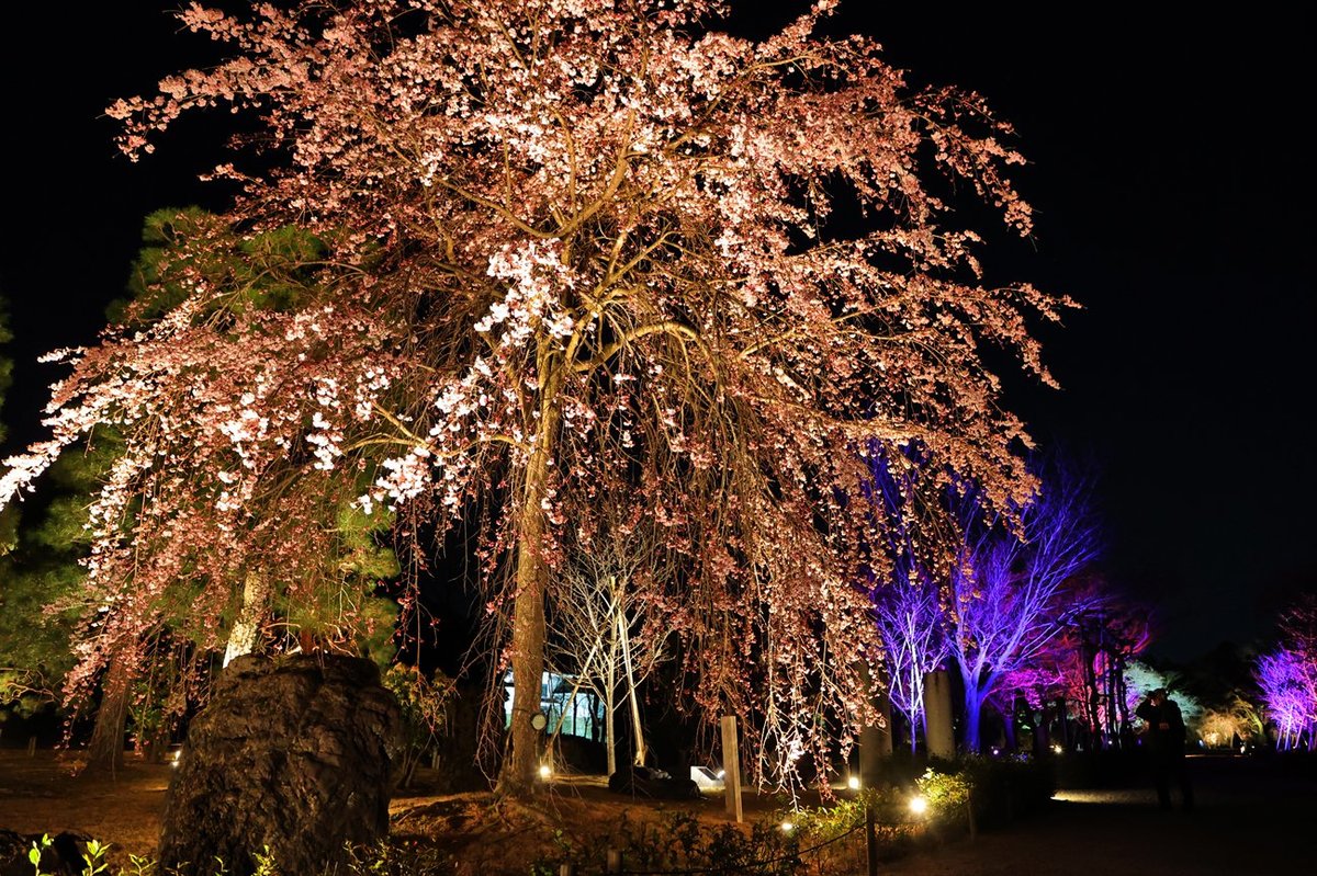 咲き始めのシダレザクラ、幻想的に浮かび上がる　京都・二条城「桜まつり」開幕