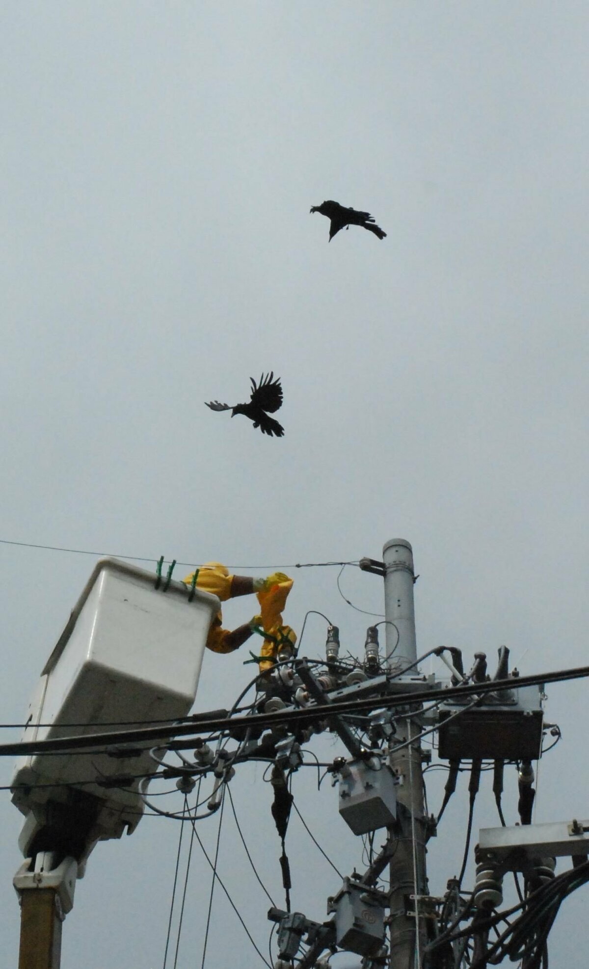 駅で大規模な停電 原因は なんとカラス 電柱上で巣作り 頭痛める電力会社 社会 地域のニュース 京都新聞