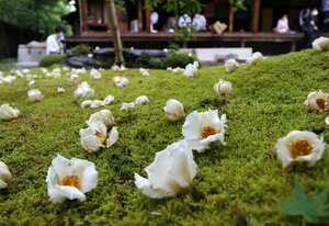 落ちてなお、コケのむす庭に彩りを添えるナツツバキの花（１５日午前、京都市右京区・東林院）