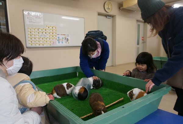 テンジクネズミにストレスを与えないよう、背中を触る来園者たち（京都市左京区・市動物園）