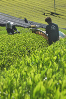 新緑に染まった茶園で新芽を摘み取る農家（甲賀市水口町虫生野）