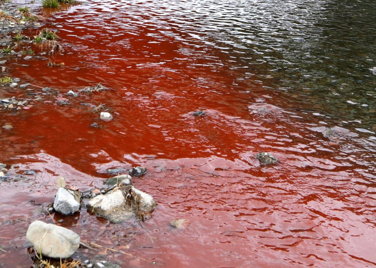 京都・鴨川の赤い水「原因は染色排水」　京都市が発表　木の塊が下水管ふさぐ