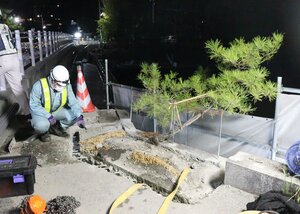 河合橋のコンクリート部分に根を張っていた「ど根性マツ」。コンクリートの塊ごと移植された（京都市左京区・河合橋）