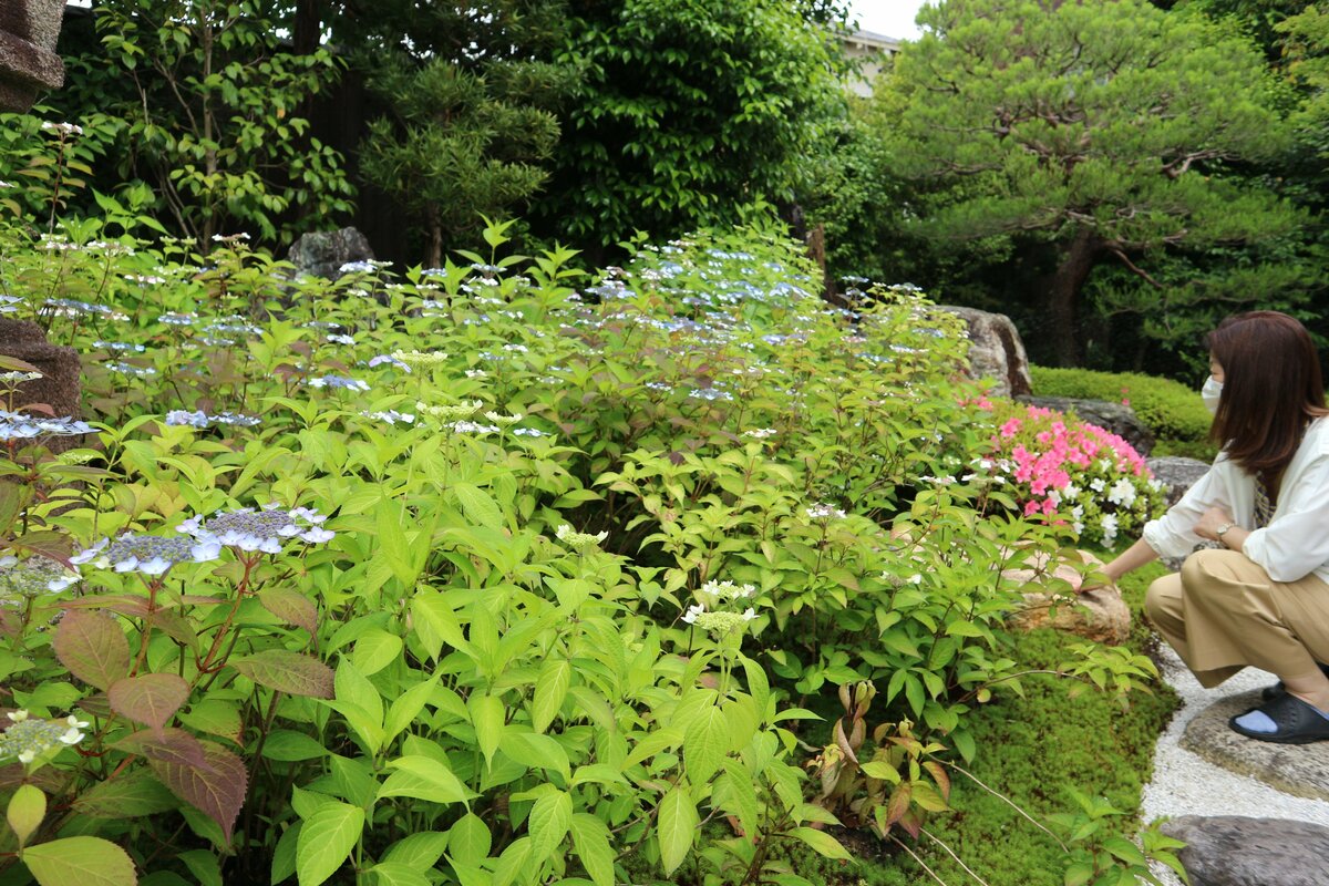 「一冬越えた植物の生命力感じて」　京都・建仁寺霊源院でアマチャが見頃