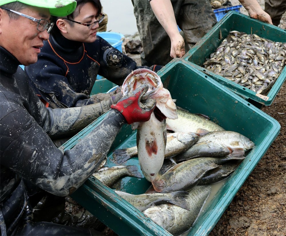 ため池で水抜き 体長51cmブラックバスも アユモドキ保護で外来魚2500匹駆除 文化 ライフ 地域のニュース 京都新聞