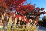 紅葉とススキが「共演」する梅小路公園（京都市下京区）