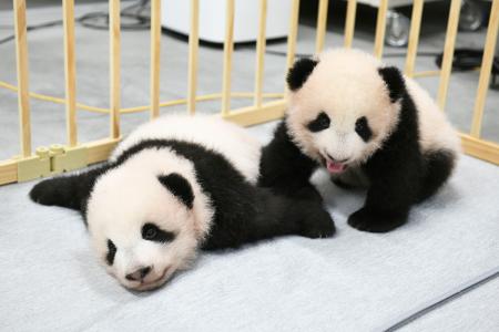 名前が決まったジャイアントパンダの双子の子ども。左が雄の「暁暁（シャオシャオ）」、右は雌の「蕾蕾（レイレイ）」＝４日、東京・上野動物園（東京動物園協会提供）