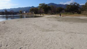 琵琶湖の水位低下で出現した広大な砂浜（１１月１８日、大津市内）