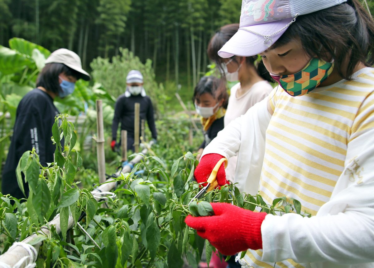 「大きなししとう採りたい」　京都・木津川、児童が食農体験