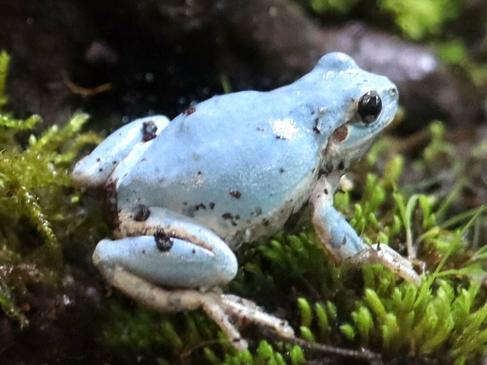 幸せ呼ぶ 青いカエル 保育園児ら発見 登園自粛解除に カエルのおかげかも 社会 地域のニュース 京都新聞
