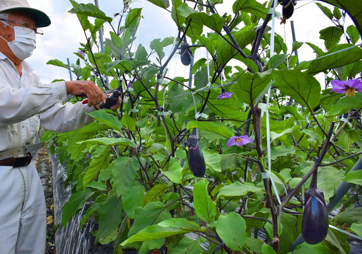 艶やか濃い紫色の夏野菜「京都ナス」収穫が最盛期