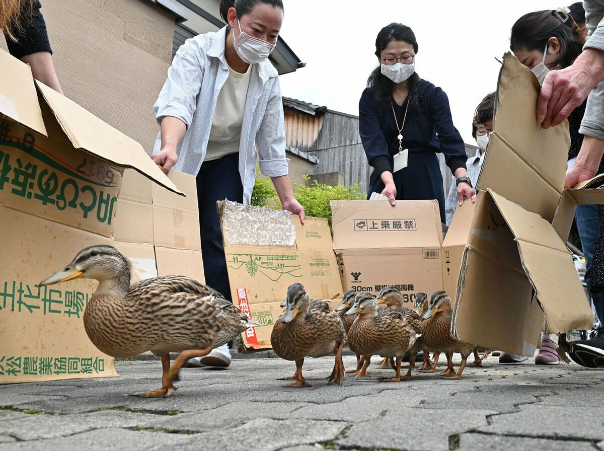 いざ鴨川へ、子ガモたちがお引っ越し　「密」な行列で横断、京都