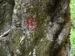 伐採のための目印とみられる、幹に赤く記された番号。その下には保護団体の貼り付けた黄色と水色の札がある