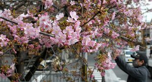 陽気でほころび始めた河津桜（１２日午後１時３分、京都市上京区・一条戻り橋）