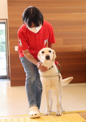 盲導犬や引退犬の医療費 コロナで厳しく 協会が29日までcf実施 社会 地域のニュース 京都新聞