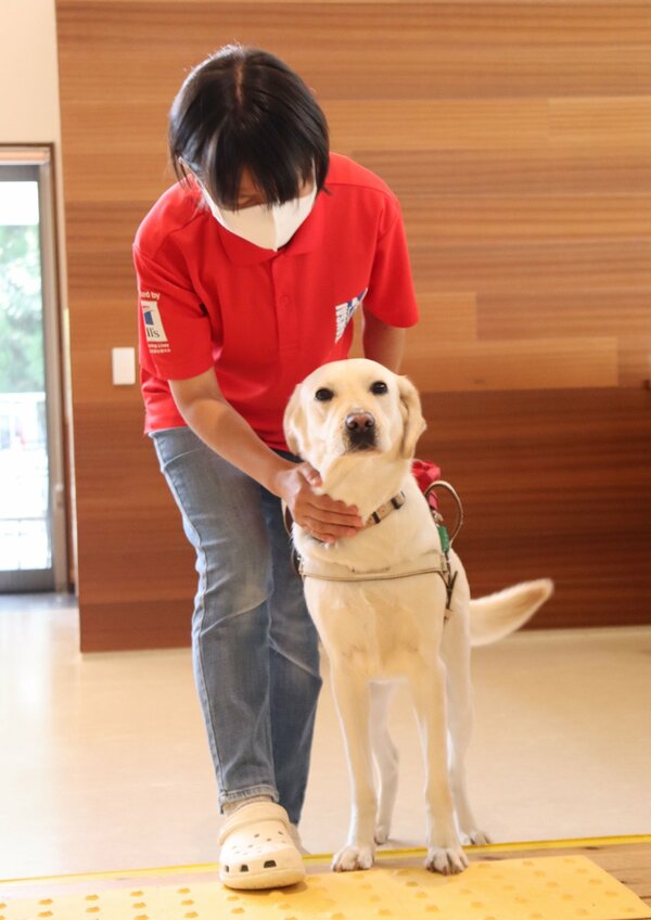 盲導犬になるため訓練に励む訓練犬（京都府亀岡市曽我部町・関西盲導犬協会）