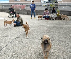 松若さん宅のドッグランスペースを駆け回る野犬から育てられた犬たち